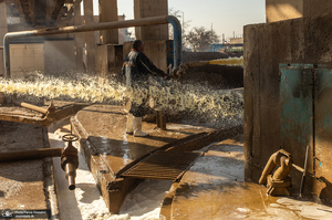 شوق شیرین تولید شکر / کارگران تولید قند و شکر