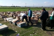سپاه قزوین 170 کلنی زنبور عسل را از  سیلاب در گمیشان نجات داد