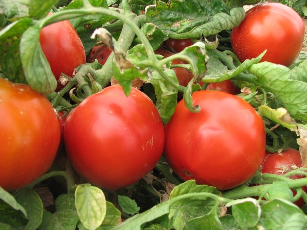 مبارزه بیولوژیک در اراضی زیرکشت گوجه فرنگی در حال انجام است