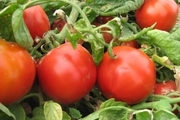 مبارزه بیولوژیک در اراضی زیرکشت گوجه فرنگی در حال انجام است