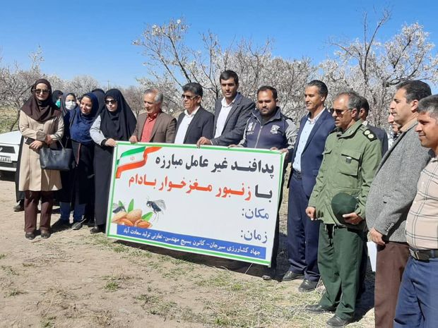 آفت زدگی ۵۰درصد باغات بادام سیرجان