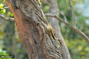 منتخب تصاویر امروز جهان - 4 فروردین 1404