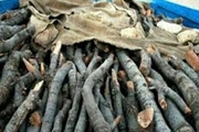 کشف بیش از سه تن چوب بلوط قاچاق