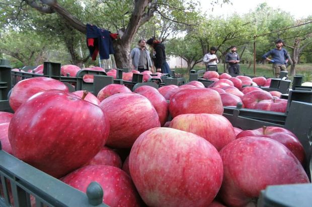 توزیع ۶۰۰ تن سیب در بازار شب عید استان مرکزی پیش بینی شد