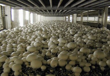 تولید قارچ خوراکی در خراسان شمالی ۳۰ درصد افزایش یافت