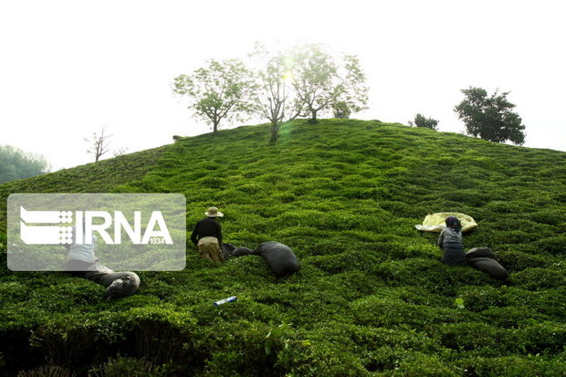 طرح‌های آبیاری نوین در باغ‌های چای اجرا شود