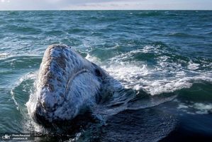 منتخب تصاویر امروز جهان- 13 فروردین 1400