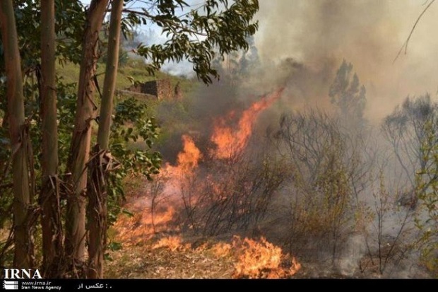 باد گرم موجب آتش سوزی در اراضی جنگلی آستارا شد
