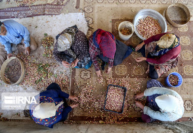 ۵۰ میلیون تن پسماند گیاهی ظرفیت مناسب برای تولید علوفه دام است