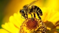 نیش مشکلات بر تن زنبورداران
