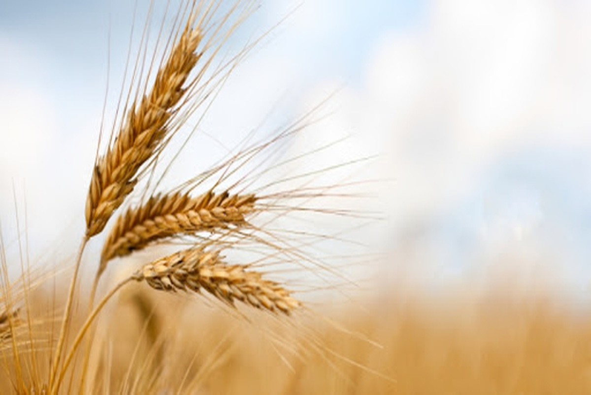 خرید گندم نسبت به سال گذشته 3 درصد افزایش یافت