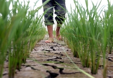 برنج بلای جان آب