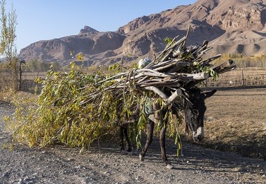  طالبان استفاده از اره برقی را ممنوع کرد