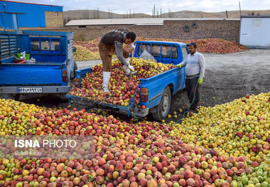 خرید بیش از 32 هزار تن سیب صنعتی از باغداران آذربایجان غربی