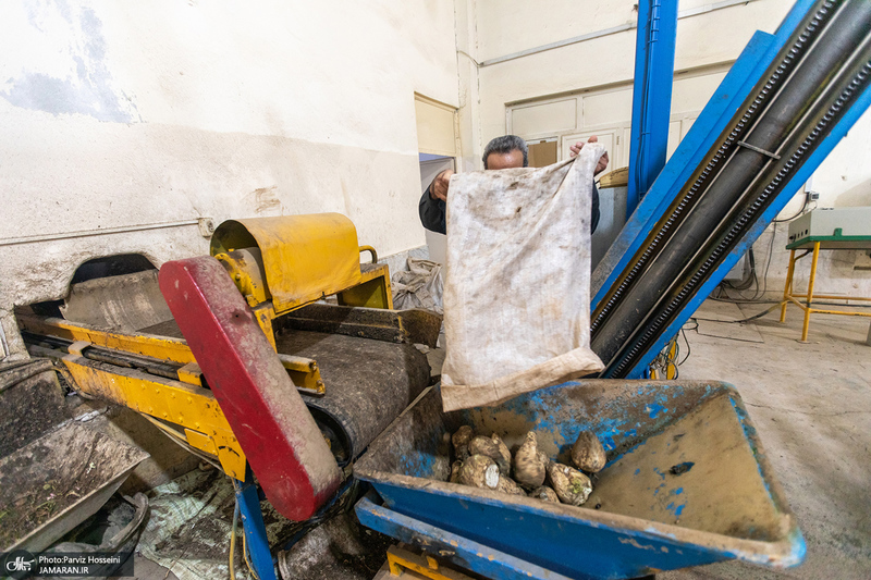 شوق شیرین تولید شکر / کارگران تولید قند و شکر