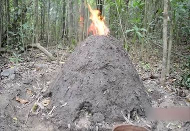 ۲۰۰ کیلوگرم زغال و یکهزار اصله چوب جنگلی در آستارا توقیف شد