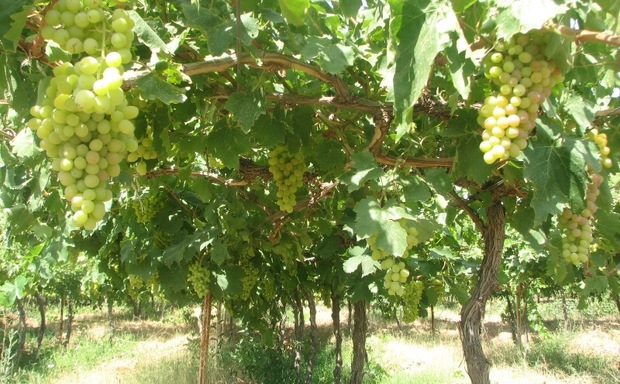400 هزار تن انگور از باغ های همدان برداشت می شود