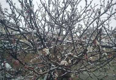 برف به باغ های میوه در خلخال خسارت زد