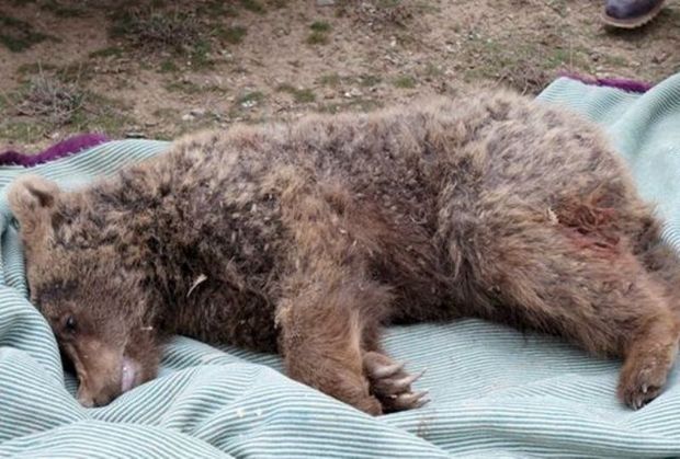 2 شکارچی خرس در بوانات فارس دستگیر شدند