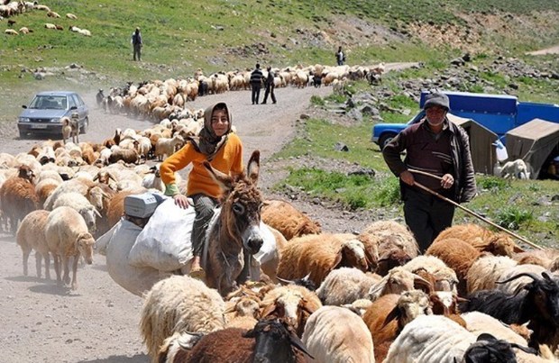 240 هزار راس دام عشایر وارد مراتع نهاوند شدند