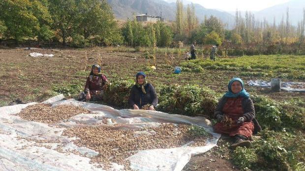 برداشت بیش از 2 هزار تن بادام زمینی در پارس آباد مغان