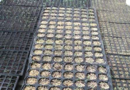 نشاءهای هیبرید محصولات جالیزی برای نخستین بار در کردستان تولید شد