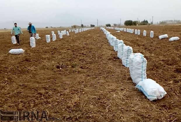 کشاورزان اندیمشکی نسبت به تصرف زمین های خود معترض اند