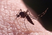 درمان‌ فوری خانگی برای نیش پشه‌ها