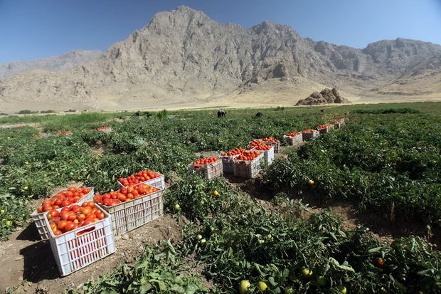 کشاورزی محور توسعه استان کرمانشاه است