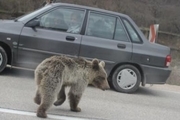ورود دادستانی به پرونده مرگ توله خرس در پارک ملی گلستان