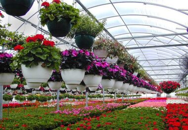چهار میلیون گل بوته ای در همدان کاشته می شود