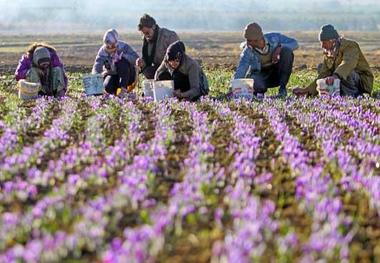 آغاز برداشت زعفران از 9500 هکتار اراضی جنوب خراسان رضوی