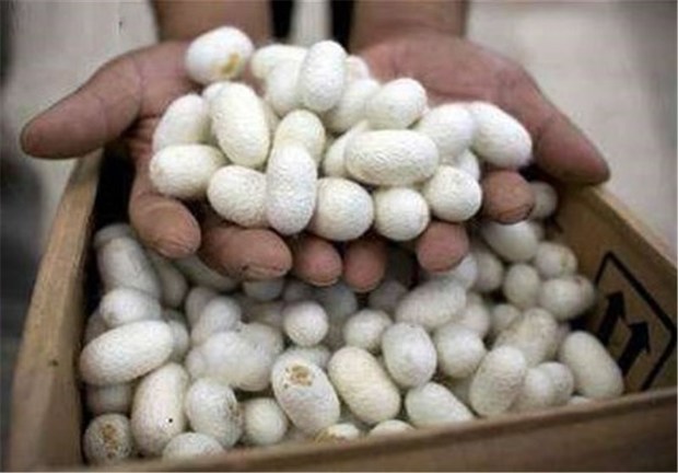 ۵ هزار جعبه تخم نوغان در استان گلستان توزیع می‌شود