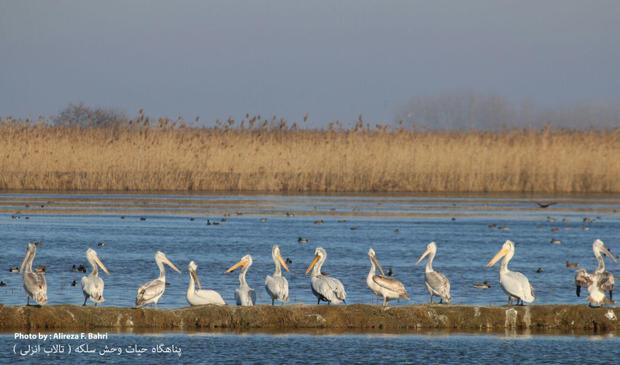 تالاب ها و زیست گاههای پرندگان مهاجر در گیلان پایش می شوند