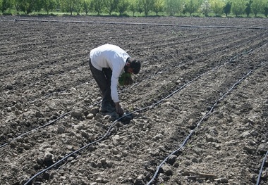 1500 هکتار از اراضی میاندوآب به سیستم آبیاری قطره ای مجهز می شود