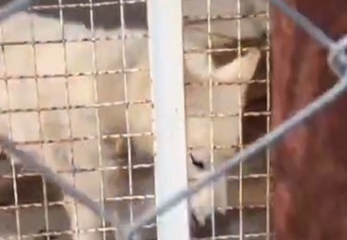 باز هم وضعیت وحشتناک یک باغ وحش/ چرا به این گرگ آسیب دیده رسیدگی نمی شود؟ ? + فیلم