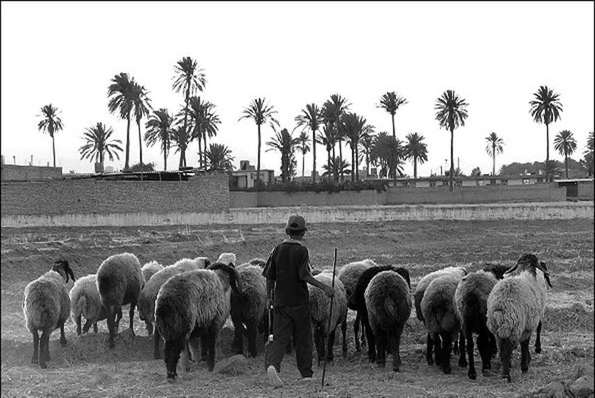 کودکانی که برای نگه داری از گله گوسفندان معتاد شدند!