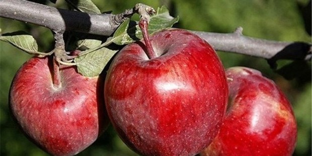 تلاش برای صادرات سیب آذربایجان غربی به قبرس با جذب سرمایه گذاری خارجی