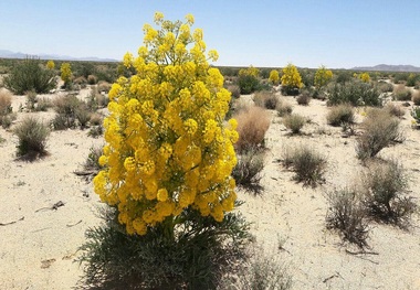 خراسان جنوبی در صادرات گیاهان دارویی سهمی ندارد