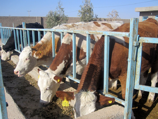 طرح توسعه نژاد سمینتال در راستای افزایش تولید گوشت قرمز انجام شد