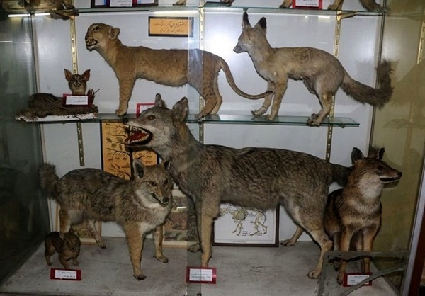 بازدید 140 دانش آموز از موزه تنوع زیستی شهر محمدیه