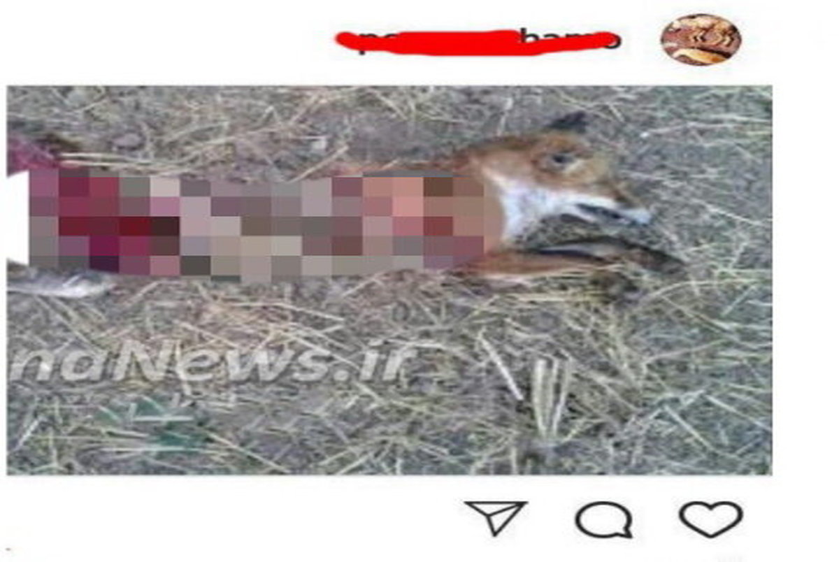  عامل انتشار فیلم شکار و سلاخی حیوانات وحشی در فضای مجازی دستگیر شد