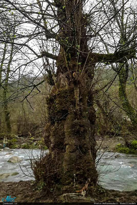 روستای امام زمین تنکابن 