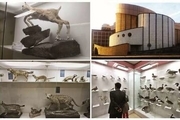 گذری بر موزه تاریخ طبیعی ارومیه