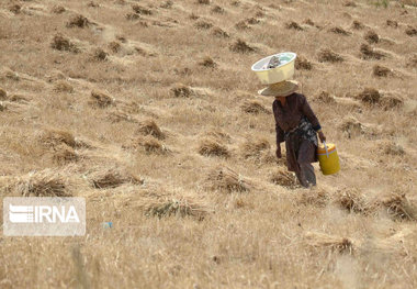 کشت دیم بزرگترین مشکل بخش کشاورزی بیجار است