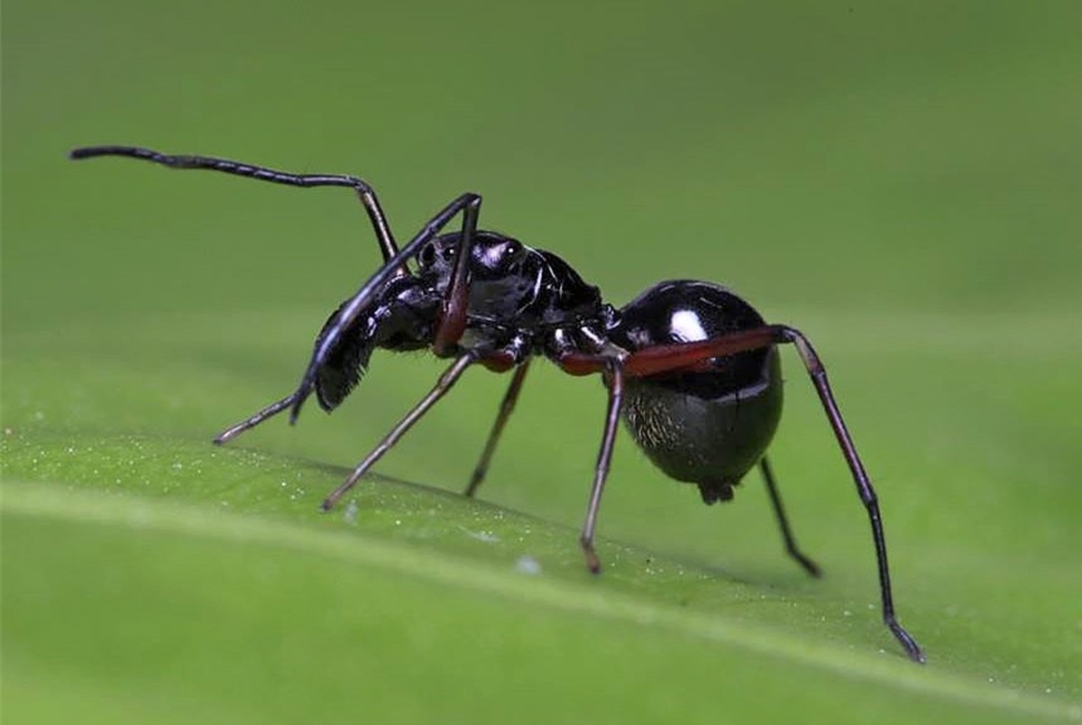 کشف عنکبوت شیرده تعجب دانشمندان را برانگیخت!