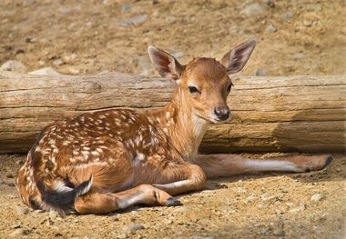 تولد اولین گوساله گوزن زرد ایرانی در «دشت ناز» ساری در سال ۱۴۰۲