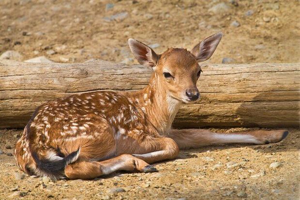 تولد اولین گوساله گوزن زرد ایرانی در «دشت ناز» ساری در سال ۱۴۰۲