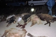 14 راس گوسفند در خاتم بر اثر برخورد با خودرو تلف شدند