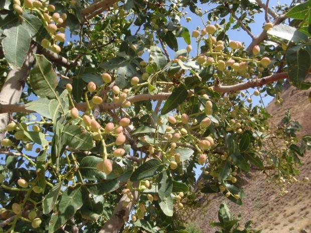 برداشت بادام از باغات بروجرد آغاز شد